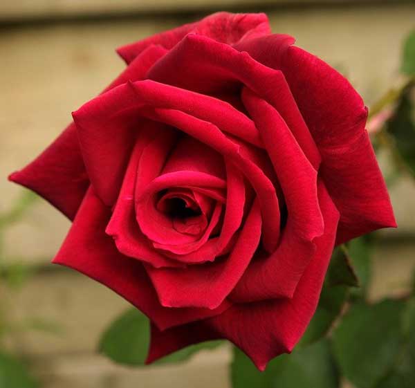 لکنت میگیرم بگی عاشقمی اره